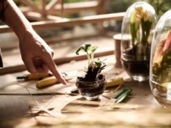 Design House Stockholm Grow Mini-Gewächshaus, S -Wohnaccessoires Angebote DHS lifestyleimage 17