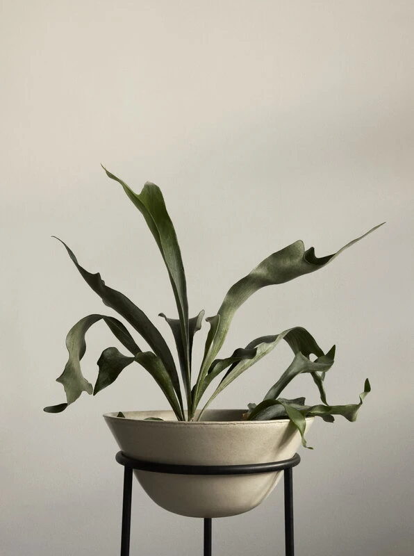 Menu Daiza Blumentopf, 45 X 35 Cm, Elfenbeinfarben 7 Menu Daiza Blumentopf, 45 X 35 Cm, Elfenbeinfarben – Bild 5