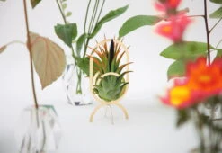 Wohnaccessoires Angebote -Wohnaccessoires Angebote ioantha